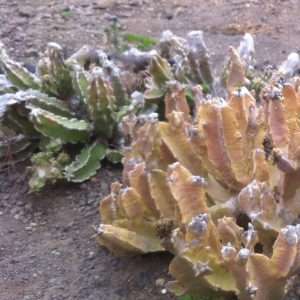 Shadow cactus