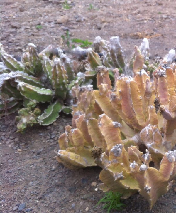 Shadow cactus