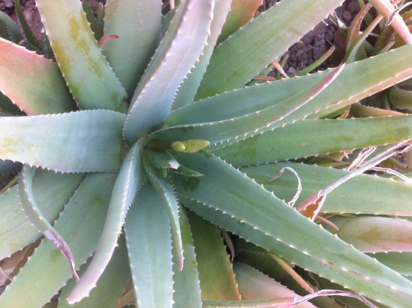 aloes