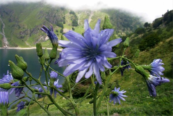 élixir chicory