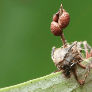 élixir champignon d'Amazonie n°1