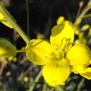 L'élixir Mustard