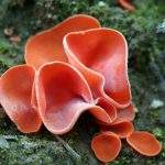 L’élixir de champignon pézize orangé