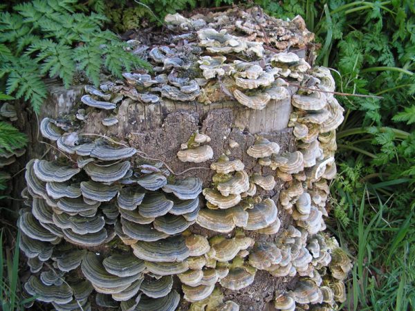 élixir polypore versicolore