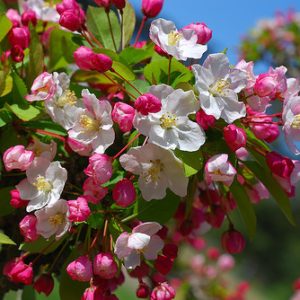 élixir crab apple