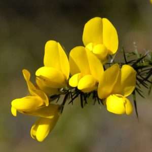 élixir Gorse
