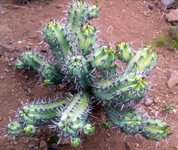 Blueberry cactus