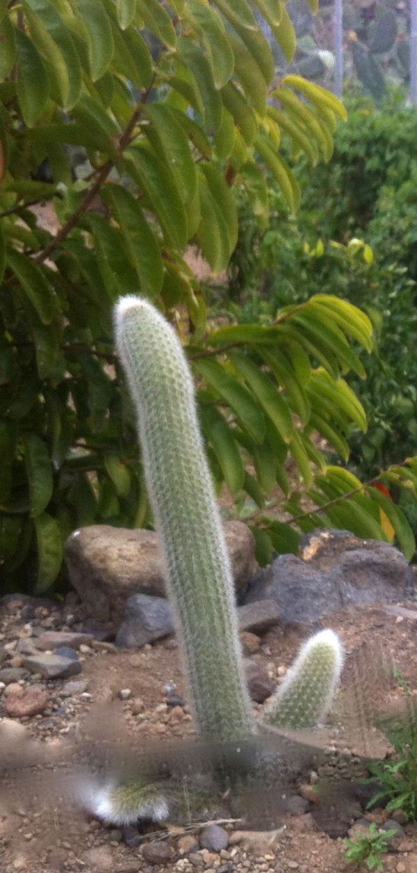 Inner cleansing cactus