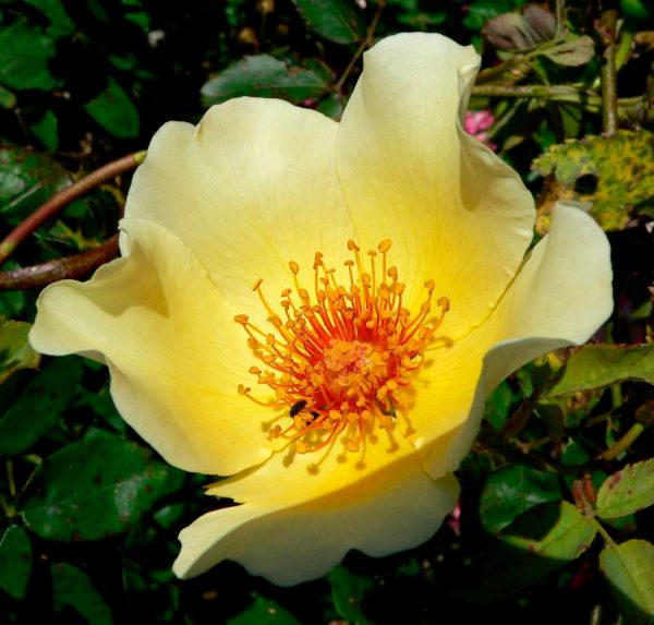 Rose Pimprenelle