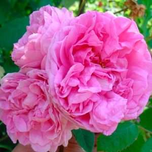 Rose Provence