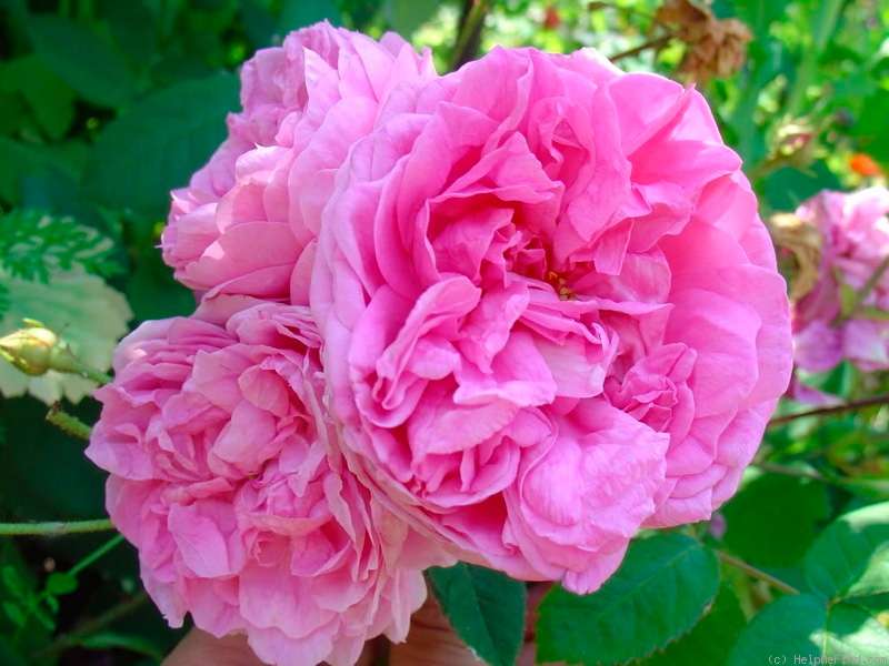 Rose Provence