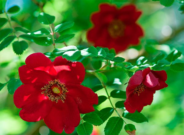 Rose Tibétaine