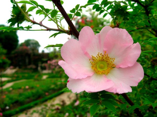 Rose du Japon