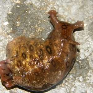 aplysie