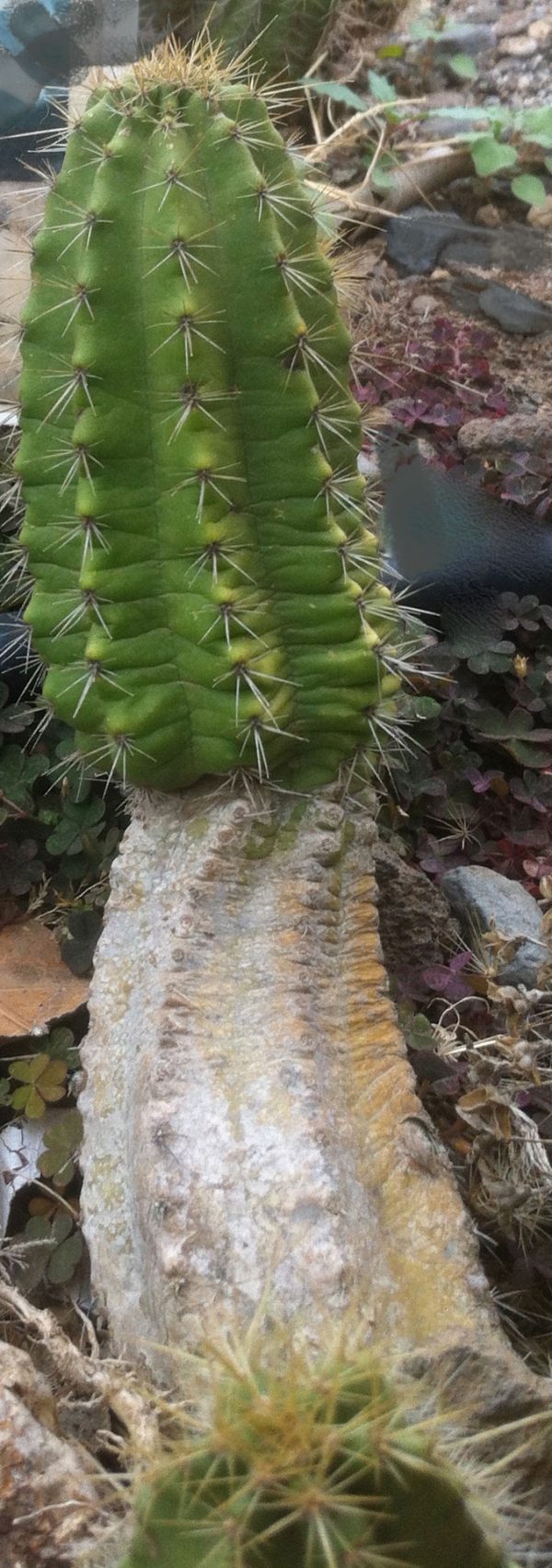 Cactus beauté