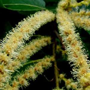 Sweet chestnut