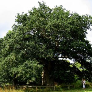 L'élixir Oak