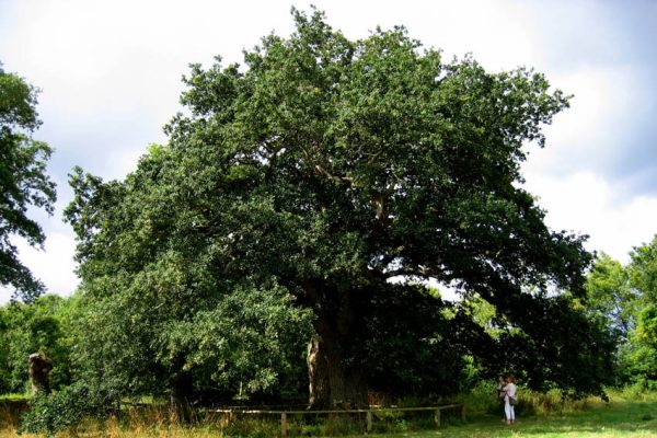L'élixir Oak