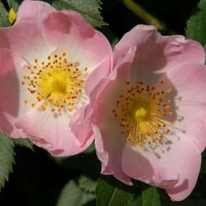 wild rose