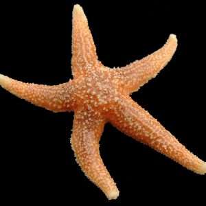 Etoile de mer