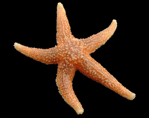 Etoile de mer