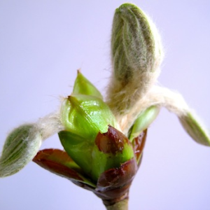 élixir chestnut bud