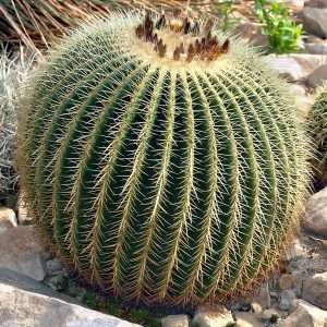 Golden barrel cactus