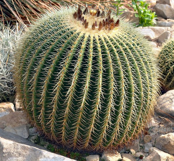 Golden barrel cactus