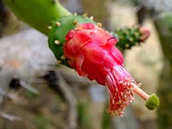 Grounding opuntia cactus