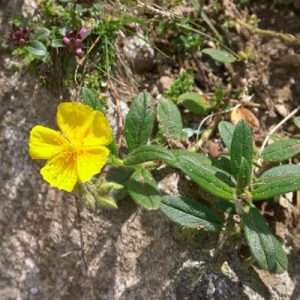 Rock rose