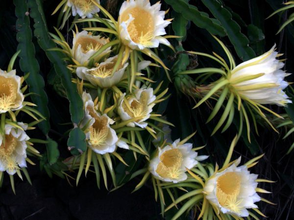 Here and now cactus
