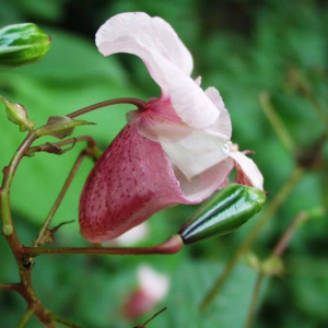 L'élixir Impatiens