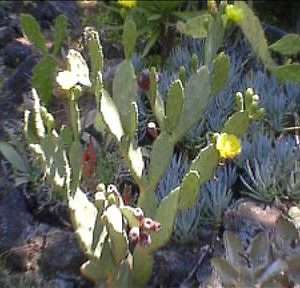 Joyful Opuntia