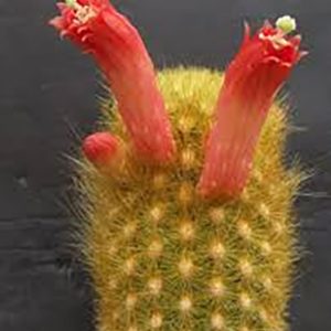 Love cactus