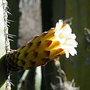 Noble heart cactus
