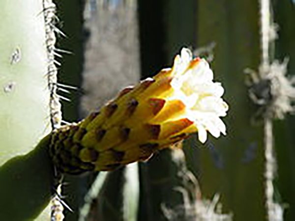 Noble heart cactus