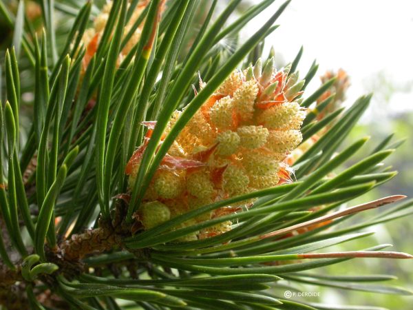 L'élixir Pine