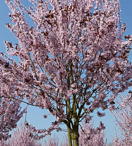 élixir cherry plum