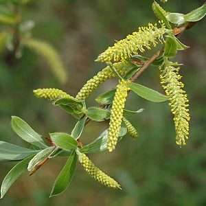 willow