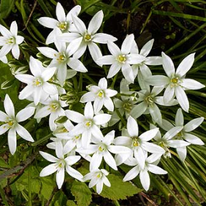 star of bethleem