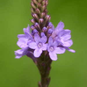 Vervain