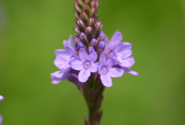 Vervain