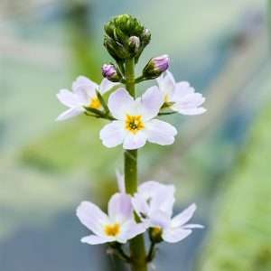 water violet