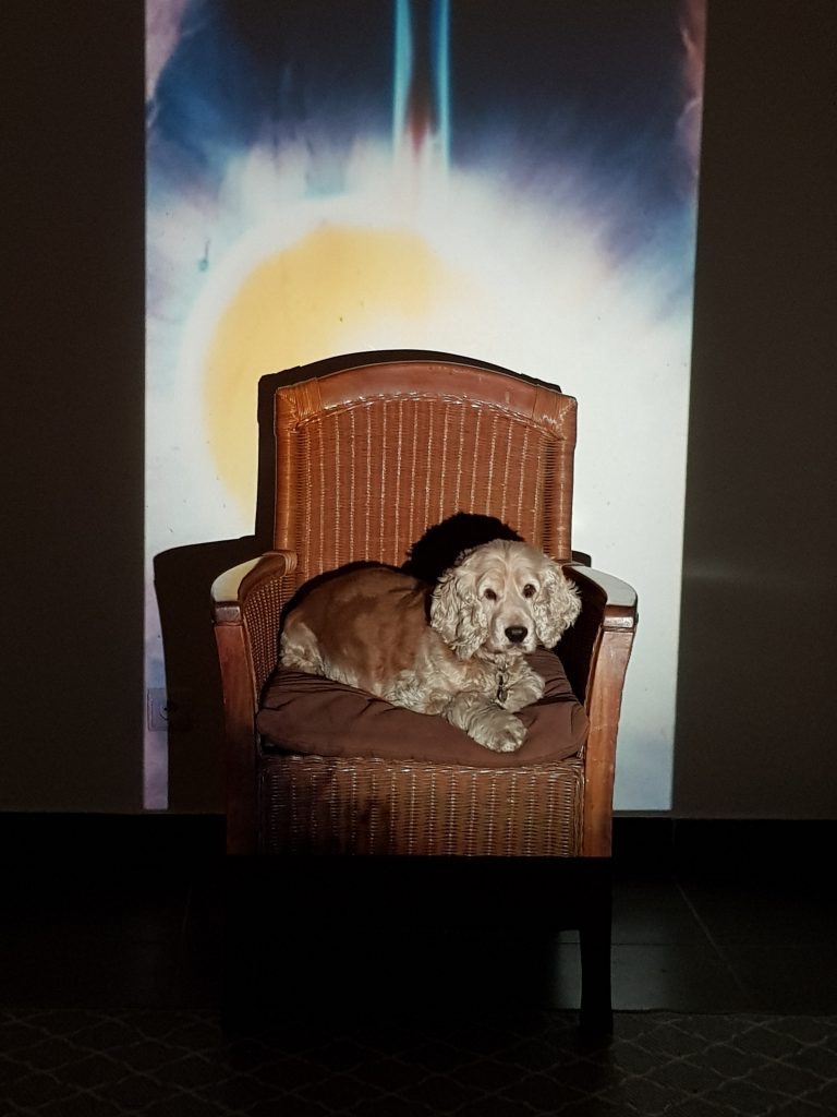 séance par la lumière pour les animaux