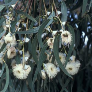 EUCALYPTUS globulus