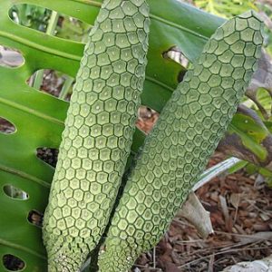 MONSTERA DÉLICIEUX